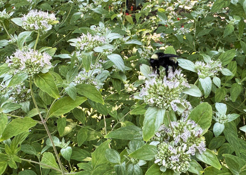Mountain mint’s clusters of flowers make it one of the best native perennials you can add to a pollinator garden. (Photo by MSU Extension/Eddie Smith)