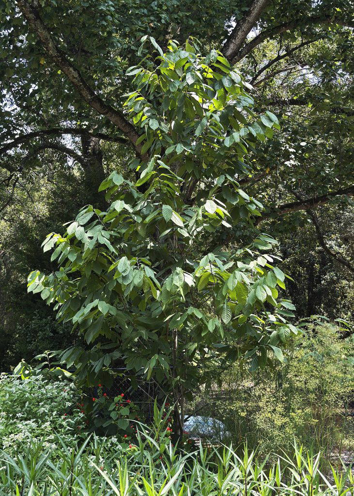 Caterpillars of the zebra swallowtail butterfly feed on the leaves of pawpaw trees. (Photo by MSU Extension/Eddie Smith)