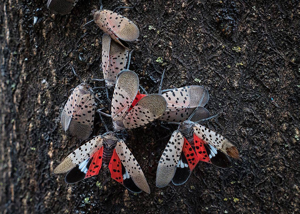 While not yet detected in Mississippi, spotted lanternflies can be devastating to fruit crops and a nuisance in home landscapes. Scientists with the Mississippi State University Extension Service are asking the public to watch for signs the pest is present in the state and report any suspected sighting. (Photo by Lance Cheung/U.S. Department of Agriculture Animal and Plant Health Inspection Service)