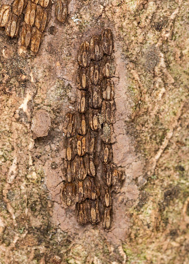 Spotted lanternfly egg masses are flat, look almost like a spot of mud and are covered in a glue-like substance and stick to anything with a smooth surface, including trees, bricks, stones, fences, grills and equipment. (Photo by Stephen Ausmus/U.S. Department of Agriculture Agricultural Research Service)