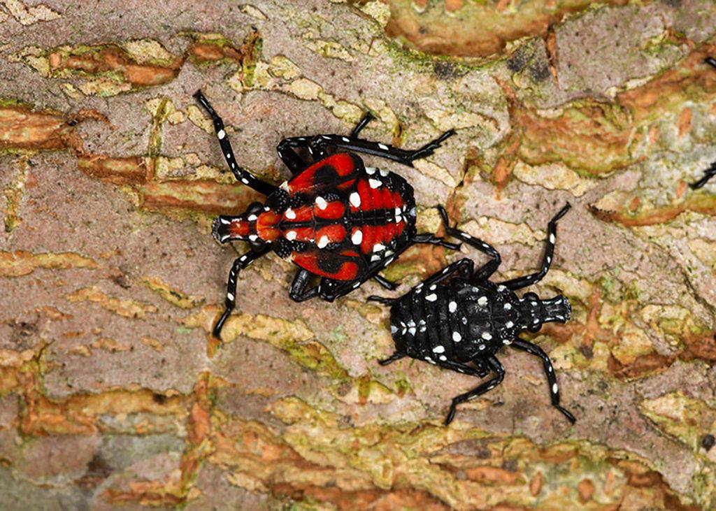 Nymphs, which are wingless, appear black with white spots in their immature stages and become redder as they mature. (Photo by Stephen Ausmus/U.S. Department of Agriculture Agricultural Research Service)