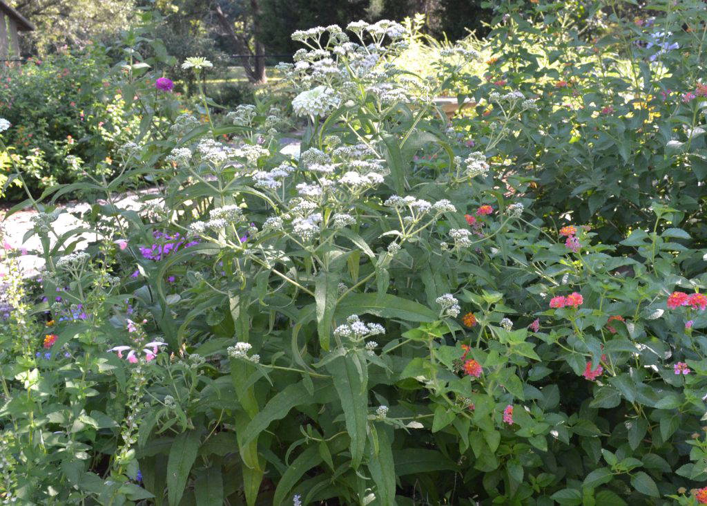 The common boneset brings dramatic height, beautiful blooms and incredible pollinator activity to the garden. (Photo by MSU Extension/Eddie Smith)