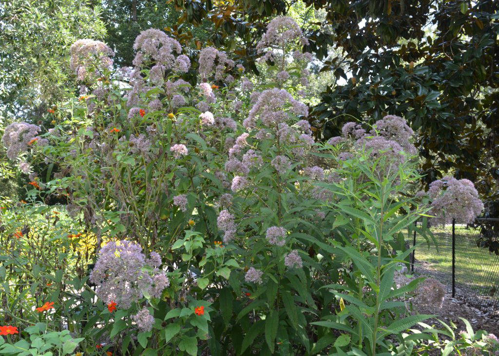 At 6 to 8 feet tall, the joe-pye weed is a spectacular perennial that creates an impressive vertical accent in the landscape. (Photo by MSU Extension/Eddie Smith)