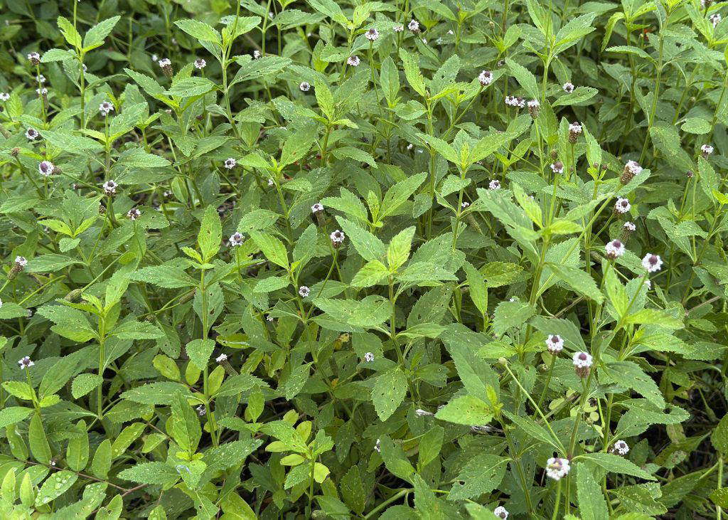Frogfruit is a relatively unknown perennial that produces small clusters of delicate white flowers that can be extremely attractive to pollinators. (Photo by MSU Extension/Eddie Smith)