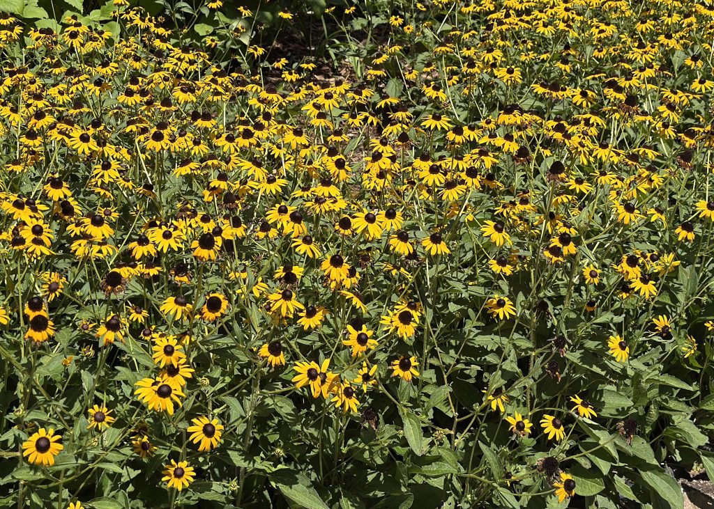 Goldsturm Black-Eyed Susan produces masses of brilliant golden-yellow flowers with dark centers that stand out in the landscape. (Photo by MSU Extension/Eddie Smith)