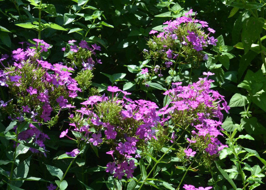 The blooms of Robert Poore phlox are produced in large, rounded clusters of fragrant flowers that are hard to miss in the garden. (Photo by MSU Extension/Eddie Smith)