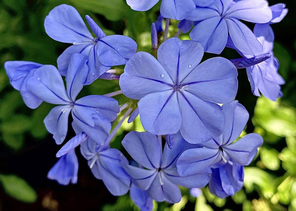 Blue Plumbago produces delicate clusters of sky-blue flowers from late spring all the way to frost, making it a valuable source of nectar when many other plants are slowing down. (Photo by MSU Extension/Eddie Smith)