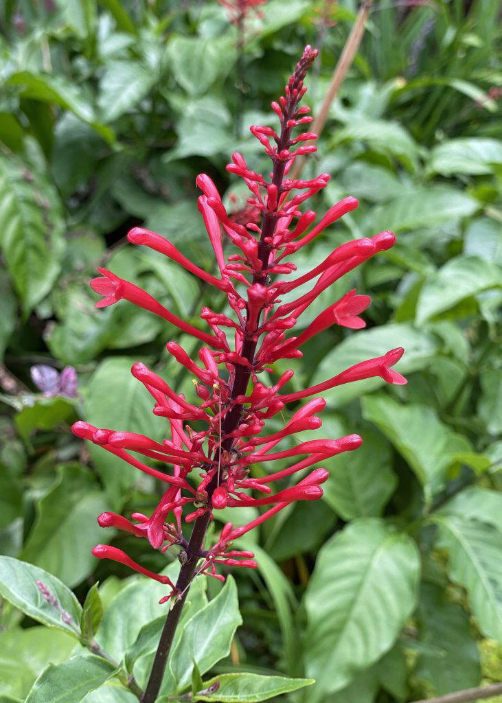 Firespike is an excellent example of the fact that different flower shapes attract different pollinators. (Photo by MSU Extension/Eddie Smith)