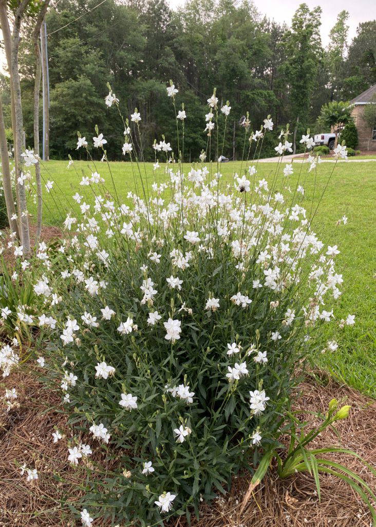 Although temperatures still feel like midsummer, gaura is one of the plants that chooses this time of year to put on a spectacular show in the garden. (Photo by MSU Extension/Eddie Smith)