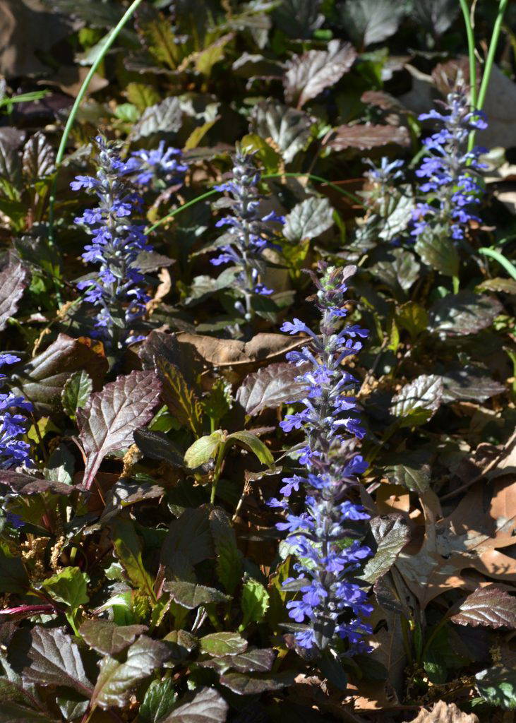 Ajuga adds another dimension to the landscape with its short spikes of small flowers that rise above the foliage in the spring. (Photo by MSU Extension/Eddie Smith)